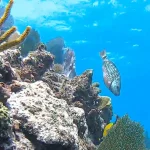 5 Key Largo Beginner Dive Sites
