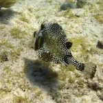 Pickles Reef Key Largo