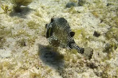 Pickles Reef Key Largo