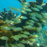 American Shoal Keywest