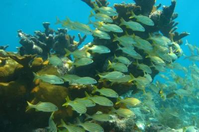 American Shoal Keywest