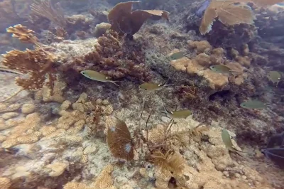 Beginner’s Guide to Scuba Diving Key West
