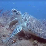 Best Times to Spot Key West Sea Turtles