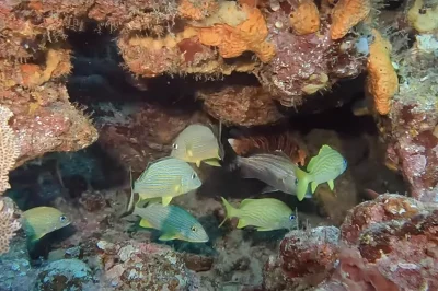 Northwest Double Ledges Palm Beach: Diving Guide & Tips