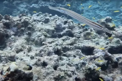 Dive Insurance Recommendations for Florida: The Coverage Options That Protect You Beyond Basic Plans