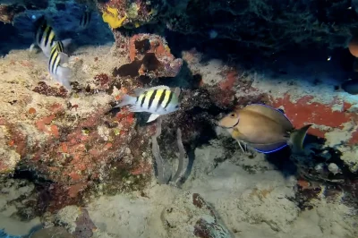 Dive Insurance for Key West: Why DAN Coverage Is Essential Before You Book