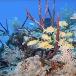 Do You Need a Wetsuit for Key West Diving? The Month-by-Month Guide
