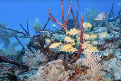 Do You Need a Wetsuit for Key West Diving? The Month-by-Month Guide