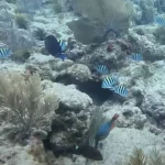 Surface Interval Activities in Key Largo: Maximize Your Between-Dive Time With These Local Experiences