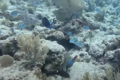 Surface Interval Activities in Key Largo: Maximize Your Between-Dive Time With These Local Experiences