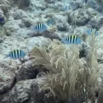 Family Scuba Diving in Key Largo: How One Boat Trip Keeps Ages 10-70 Equally Thrilled