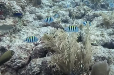 Family Scuba Diving in Key Largo: How One Boat Trip Keeps Ages 10-70 Equally Thrilled