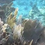 Flying After Diving in Key Largo