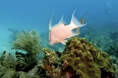 Key West Dive Gear Rental: Complete Price Comparison (Updated for 2025)