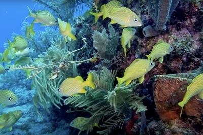 Unlock Key West Scuba Certification in Just 4 Days (Even If You’ve Never Dived Before)