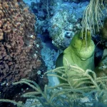 Key West Scuba on a Shoestring: How to Dive for Less Without Sacrificing Experience