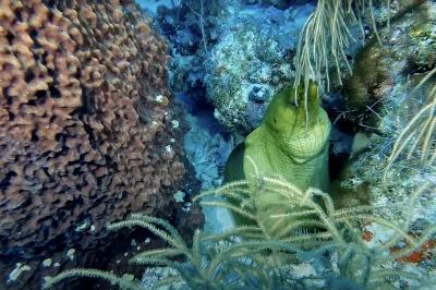 Key West Scuba on a Shoestring: How to Dive for Less Without Sacrificing Experience