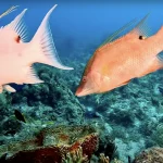 Key West's Best Marine Education Centers