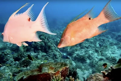 After the Dive: Key West’s Best Marine Education Centers for Curious Divers