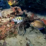 Never Struggle with Ear Equalization Again: Key West Diving Secrets Revealed