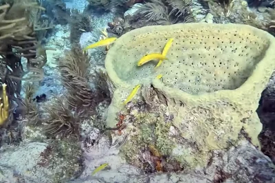 Pre-Dive Safety Checks: The 7-Point System That Prevents 95% of Common Equipment Issues