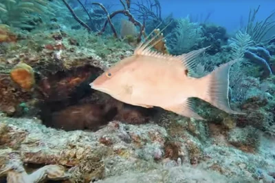 Beyond Vandenberg: 7 Spectacular Reef Dives in Key West You've Never Heard Of