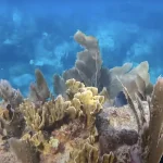 Technical Diving Support in Key Largo: From Custom Gas Blends to Rebreather-Friendly Boats