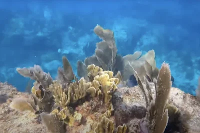 Technical Diving Support in Key Largo: From Custom Gas Blends to Rebreather-Friendly Boats