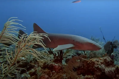 The Diver’s Calendar: The Absolute Best Months for Scuba Diving in Key West