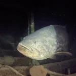 The Goliath Grouper Experience