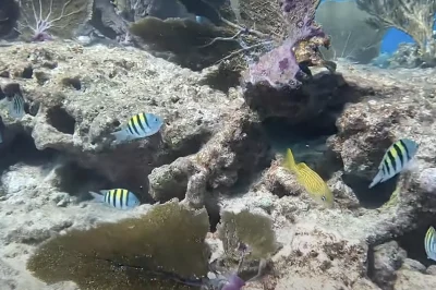 Water Visibility in Key Largo Summer: The 3 Factors That Create Crystal Clear Conditions Up to 100 Feet
