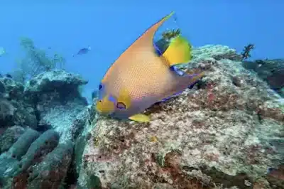 Can Asthmatics Scuba Dive in Key West? Your Essential Safety Guide