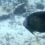Diving After Flying: Safe Timing for Your Key West Scuba Adventures