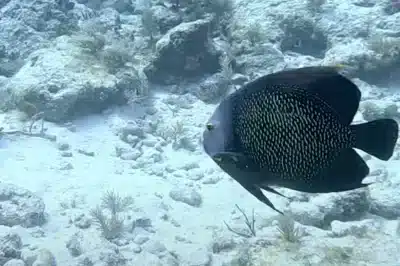 Diving After Flying: Safe Timing for Your Key West Scuba Adventures