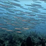 Shipwreck Trail: Diving Key West's Underwater Archaeological Treasures
