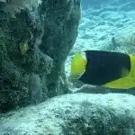 French Reef Shallow Dive Site: The Protected Cove Where New Divers Meet Sea Turtles and Rays