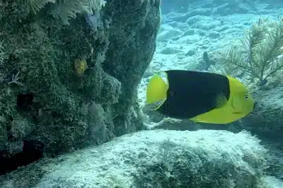 French Reef Shallow Dive Site: The Protected Cove Where New Divers Meet Sea Turtles and Rays
