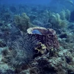 Hydration Importance in Scuba Diving: Why Our Boats Provide Unlimited Electrolyte Drinks