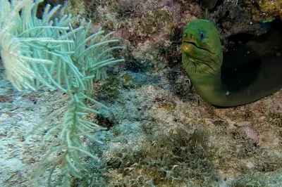 June Diving in Key West: Perfect Visibility and Warm Waters Without the Crowds