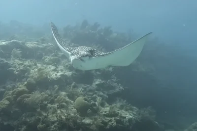 Light It Up: Essential Gear for Exploring Key West's Wrecks and Night Dives