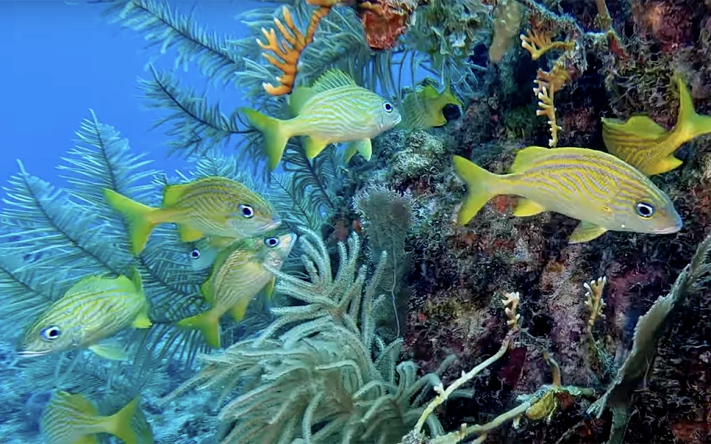 The Advanced Diver's Bucket List: 5 Key West Experiences That Will Challenge Even Experts