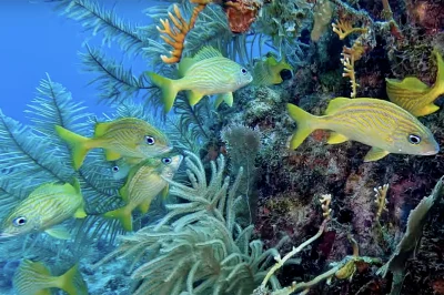 The Advanced Diver's Bucket List: 5 Key West Experiences That Will Challenge Even Experts