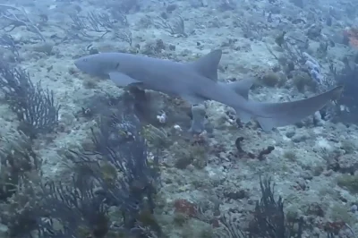 Pelagic Species on Deep Reefs in Key Largo: When and Where to Spot Eagle Rays, Sharks, and Massive Schools of Game Fish