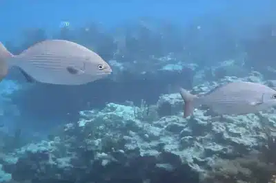 Thermocline Depth in Florida Keys Summer: Why the Temperature Drop at 80 Feet Concentrates Marine Life