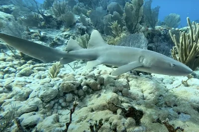 Complete Your Dive Referral in Paradise: Key West Certification Finalization Made Simple
