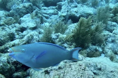 Coral Restoration Dives: How Your Key West Vacation Can Help Save the Reef