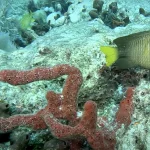 Coral Spawning Event Diving: Witness the Rare Phenomenon That Happens Just 3 Nights Each Year