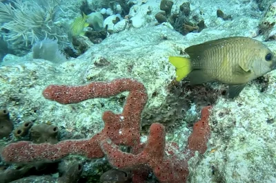 Coral Spawning Event Diving: Witness the Rare Phenomenon That Happens Just 3 Nights Each Year