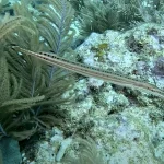 Dive Instructor Ratio for Beginners: Why Our 4:1 Groups See Twice as Many Marine Species