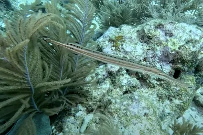 Dive Instructor Ratio for Beginners: Why Our 4:1 Groups See Twice as Many Marine Species